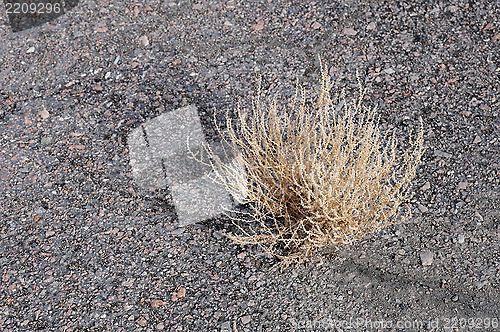 Image of Dry Bush on Asphalt Road