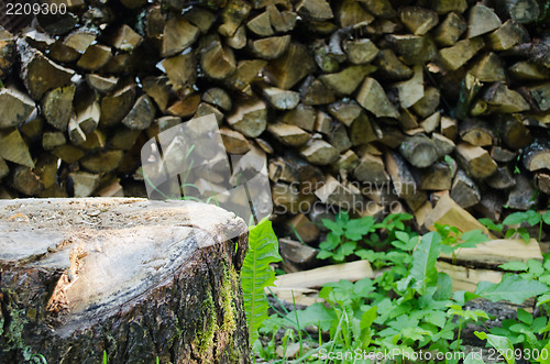 Image of old stump meadow and bunch firewood  