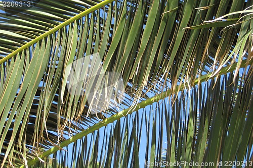 Image of palm tree leaves