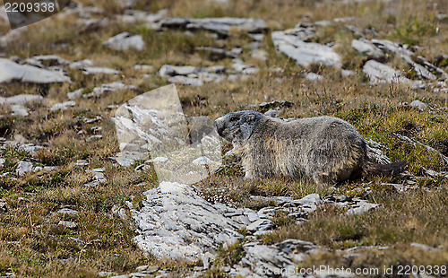 Image of Alpine Marmot 