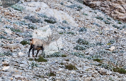 Image of Chamois (Rupicapra rupicapra)