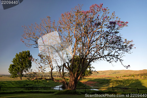 Image of Big and beautiful tree on a landscape