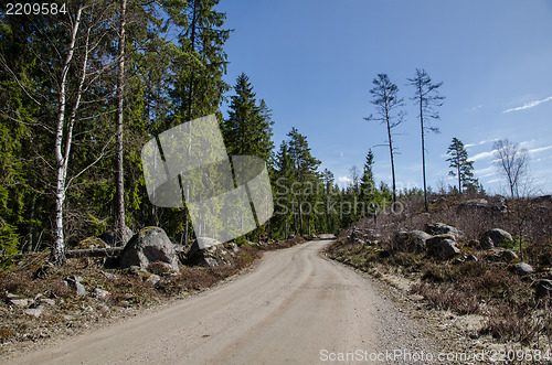 Image of Dirt road in a coniferous forest