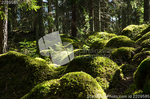 Image of Soft mossy rocks