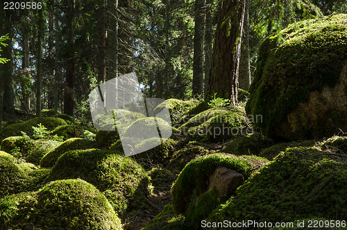 Image of Mossy rocks