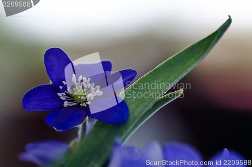 Image of Common Hepatica closeup