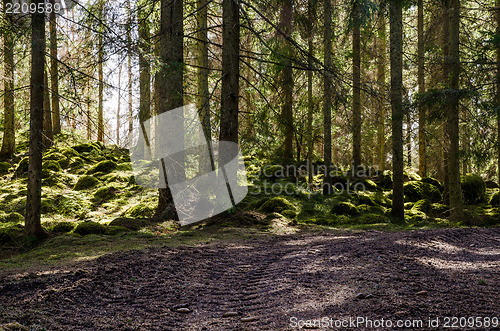 Image of Back light in mossy forest