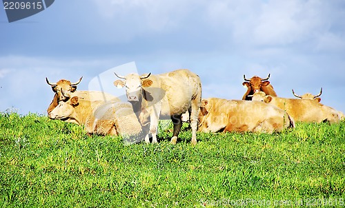 Image of Cows on green field at Portugal