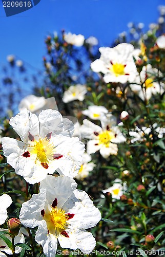 Image of Rockroses and blue  sky