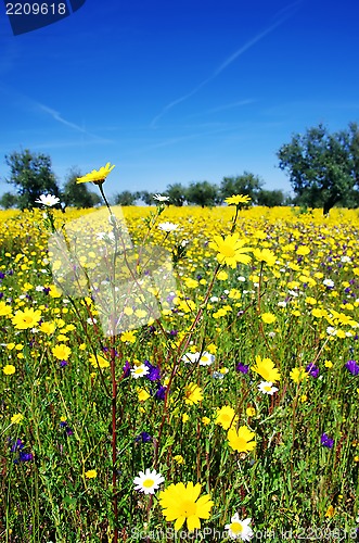 Image of Flowers on field at alentejo region, Portugal