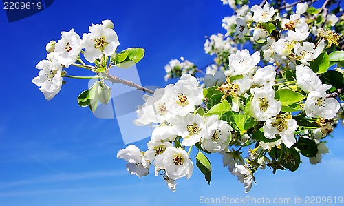 Image of Cherry flower on blue sky background