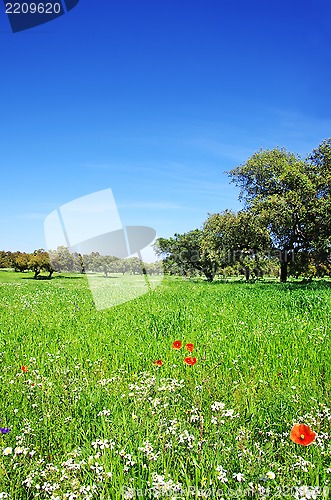 Image of wheat field at alentejo region, Portugal