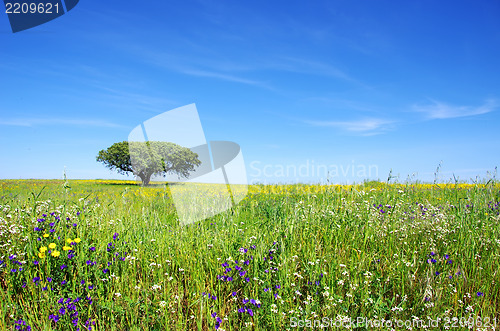 Image of Oak tree at flowery field