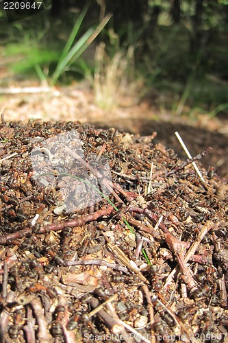 Image of ant colony