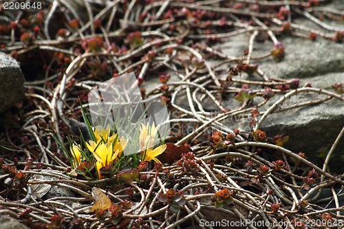 Image of yellow crocus flowers 