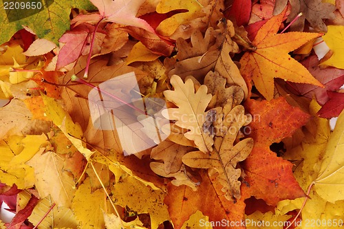 Image of atumumn leaves background