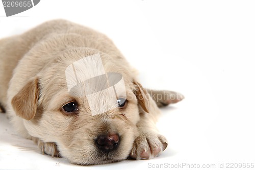 Image of small labrador dog 