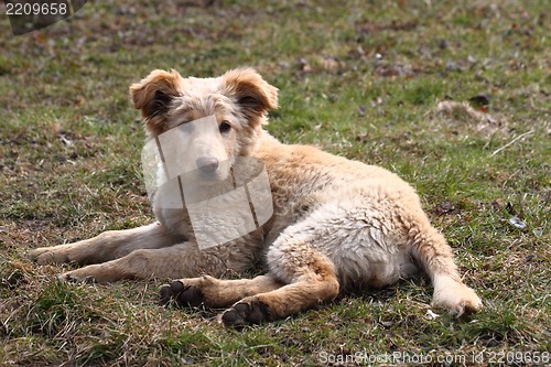 Image of small labrador dog