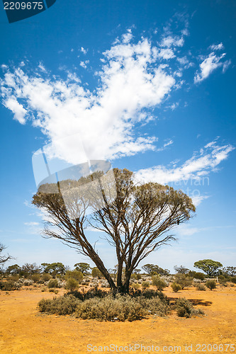 Image of bush tree Australia