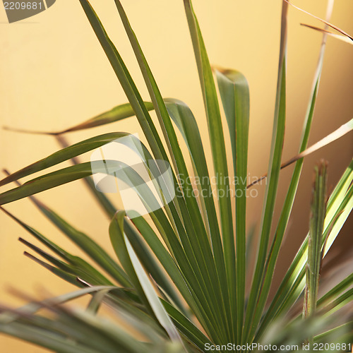 Image of Palm frond or leaf