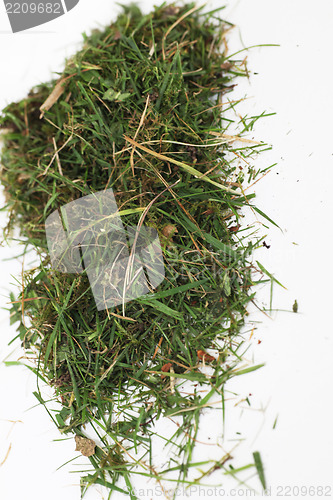 Image of Small pile of green grass