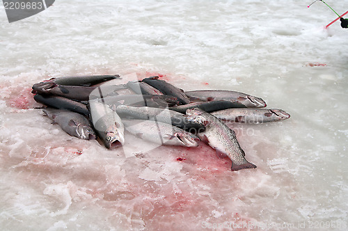 Image of Rainbow trout.