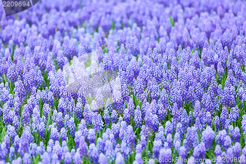 Image of flower, muscari botryoides