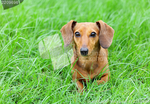 Image of Brown dachshund dog