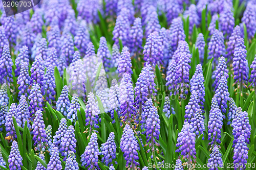 Image of flower, muscari botryoides