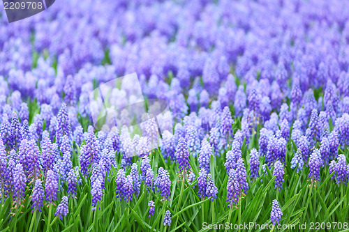 Image of flower, muscari botryoides