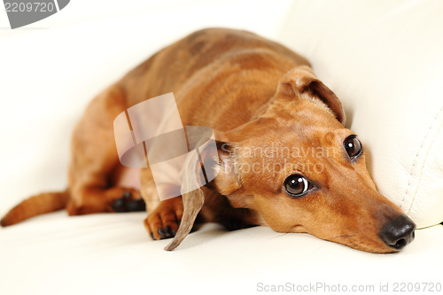 Image of dachshund dog on sofa