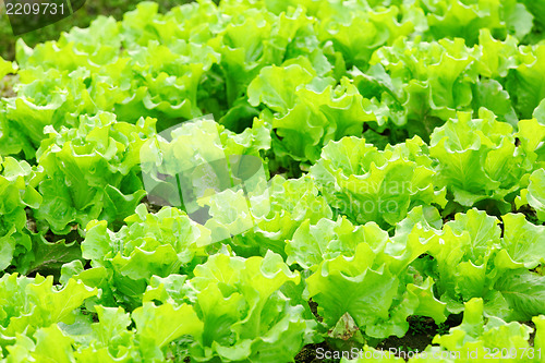 Image of lettuce plant in field