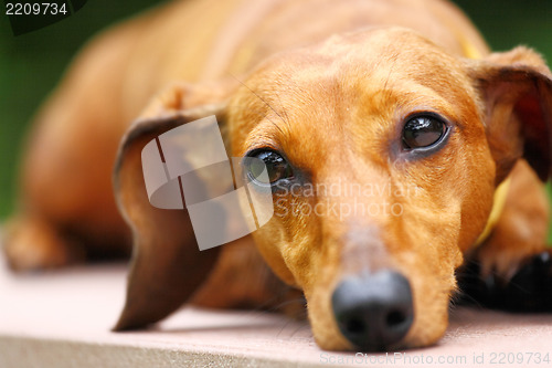 Image of dachshund dog