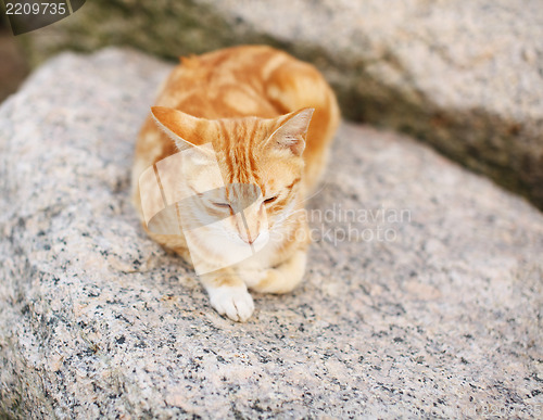 Image of Street cat