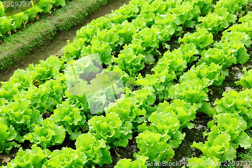 Image of lettuce plant in field