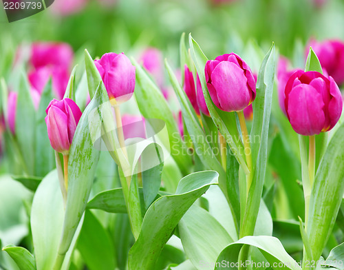Image of colorful tulips
