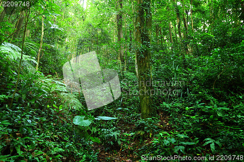 Image of jungle