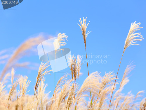 Image of grass in autumn