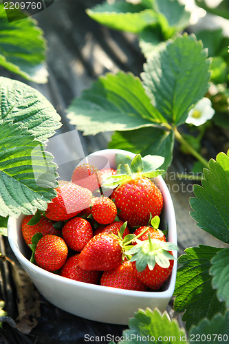 Image of strawberry in heart shape bowl