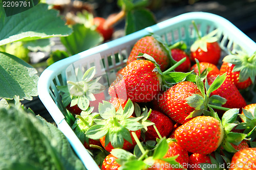 Image of Fresh picked strawberry