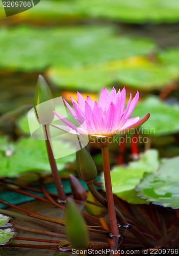 Image of Lotus flower