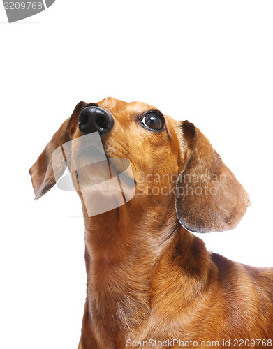 Image of dachshund dog looking up