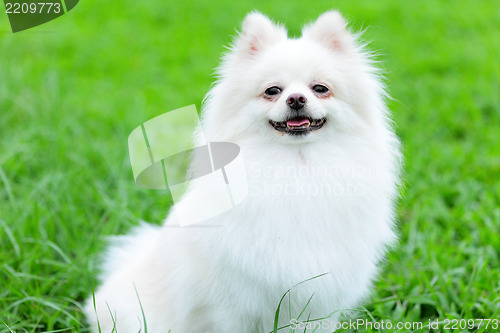 Image of white pomeranian dog