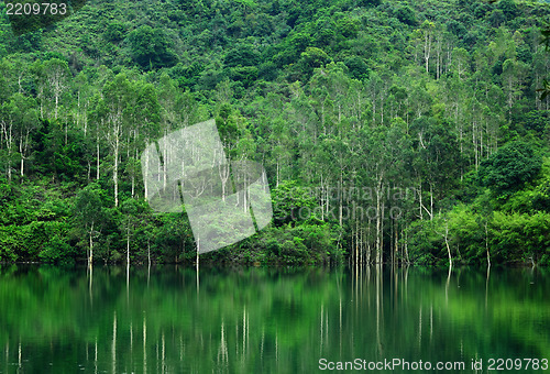 Image of Forest lake