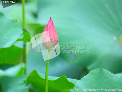 Image of lotus bud