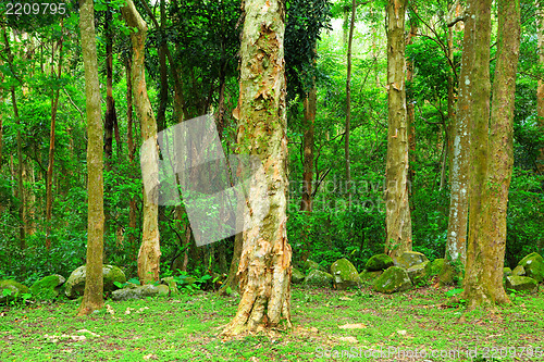 Image of rainforest
