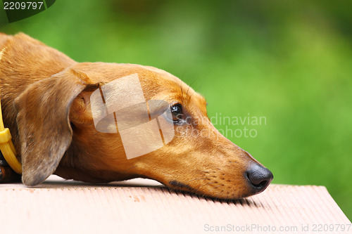 Image of dachshund dog