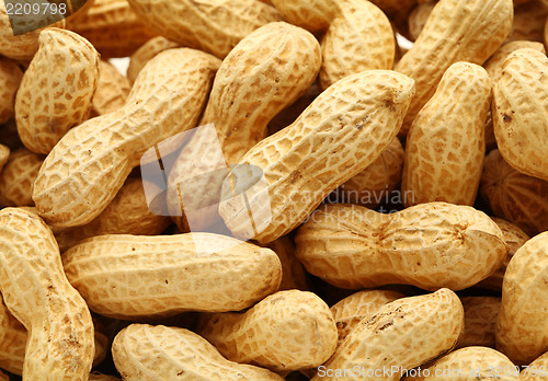 Image of peanut