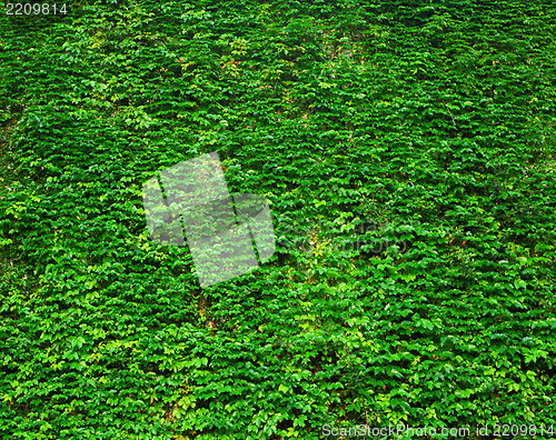 Image of Green Wall