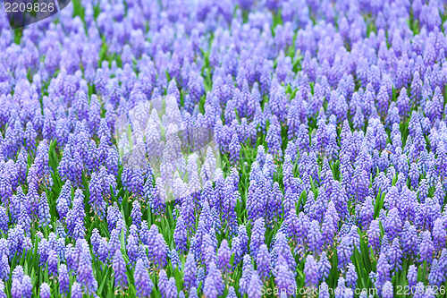 Image of flower, muscari botryoides